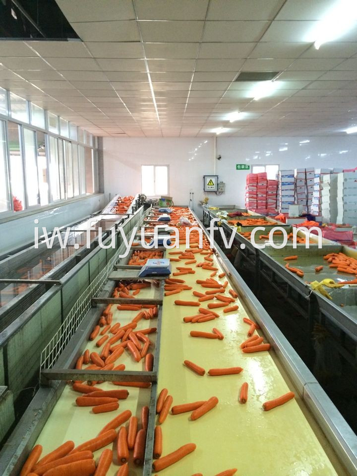 carrot factory 